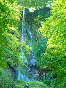 Forest urach trees photo