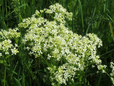 Wildflower flora blossom