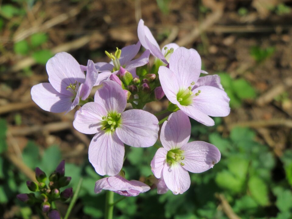 Wildflower flora macro