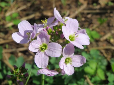 Wildflower flora macro photo