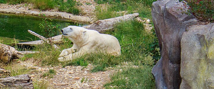 Relax water white bear photo