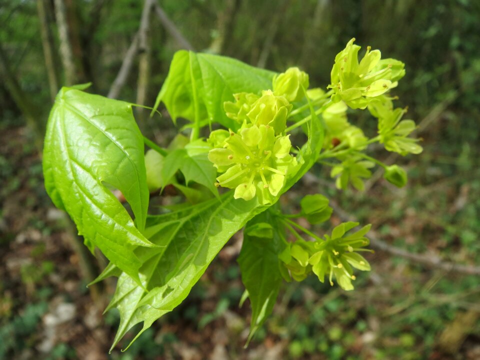 Blossom macro flora