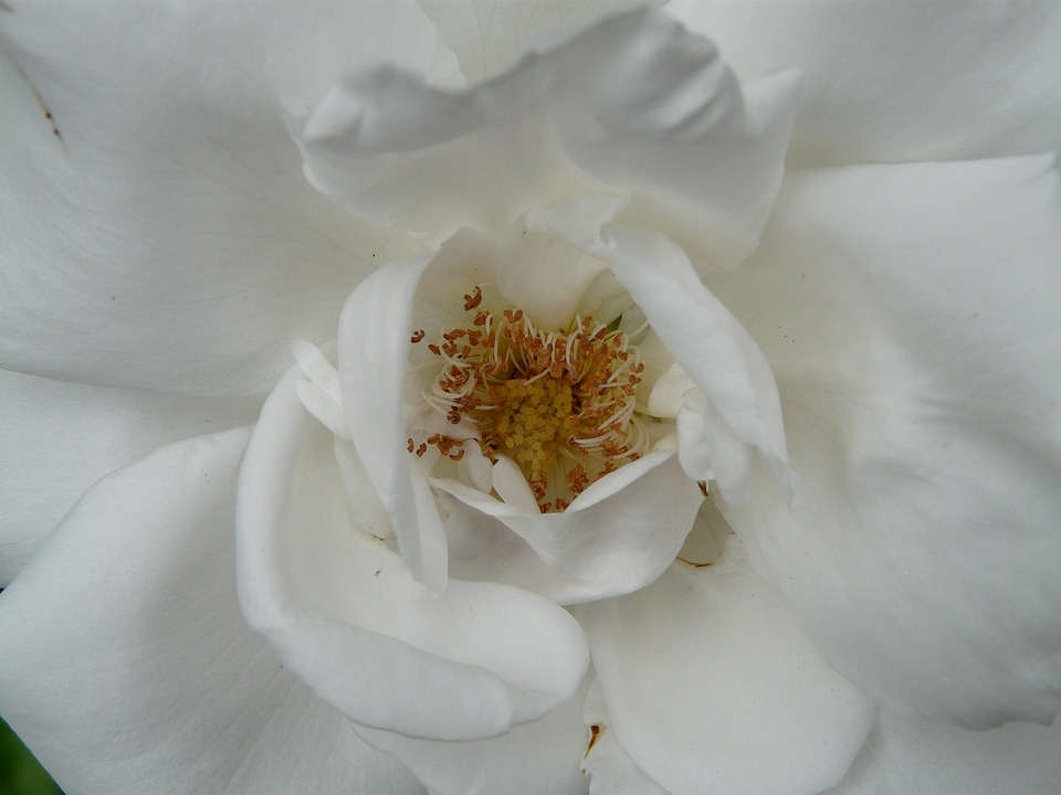 Petals fragrant flowers close up