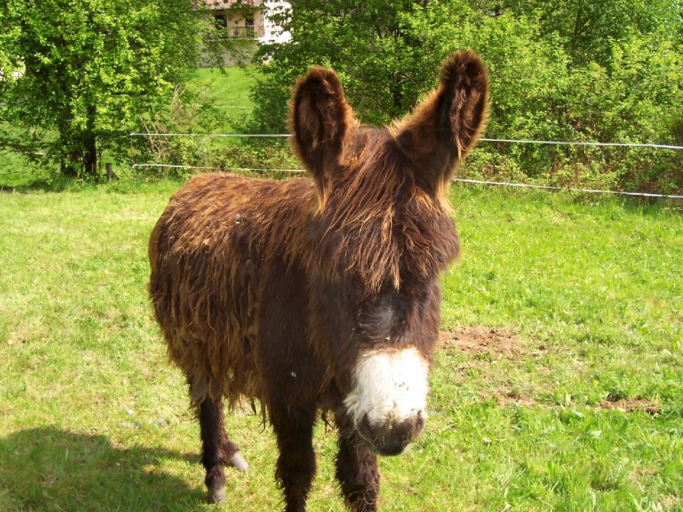 Equine long ears mammal