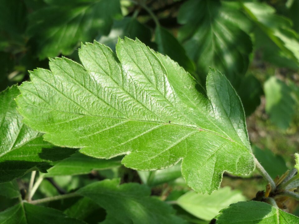 Service tree mountain-ash leaf