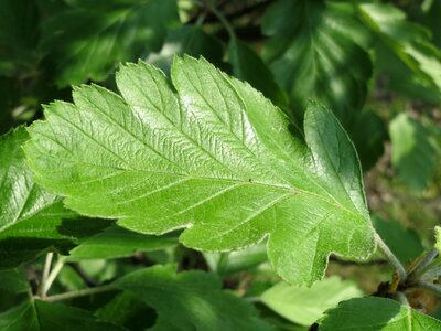 Service tree mountain-ash leaf
