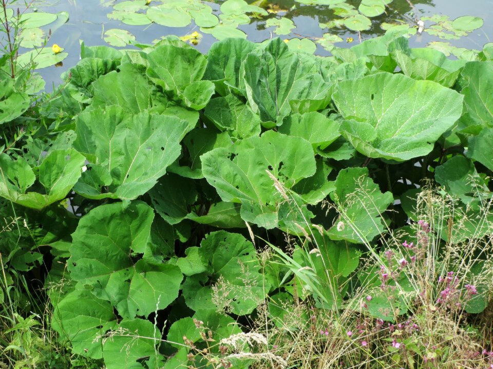 Pestilence wort flora plant