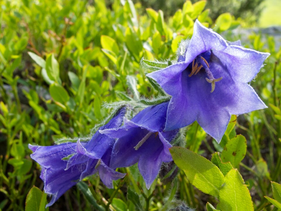 Summer nature plant