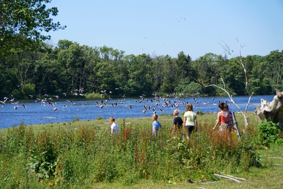 Landscape lake hejrede
