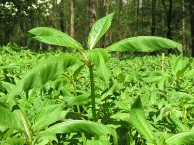 Copper tops and gnome's hatstand himalayan balsam