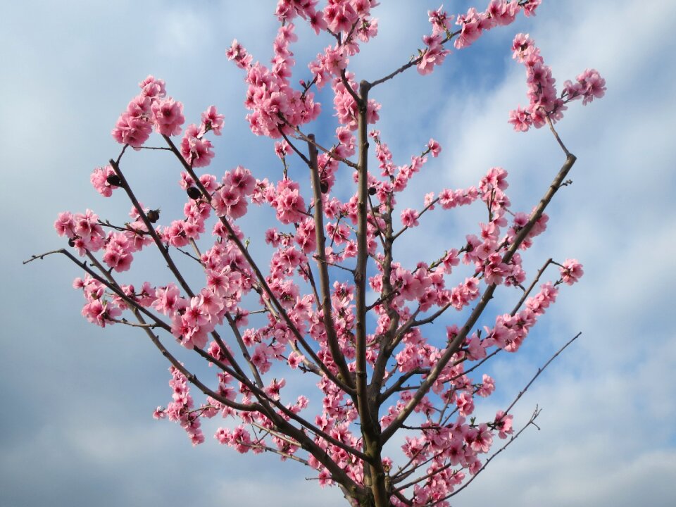 Blooming tree spring