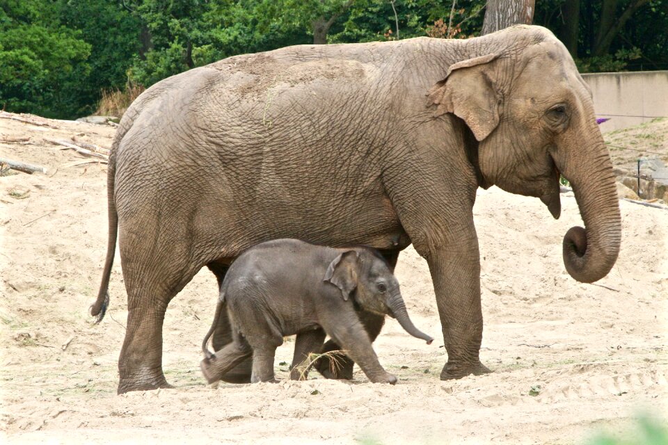 Planckendael elephant petit