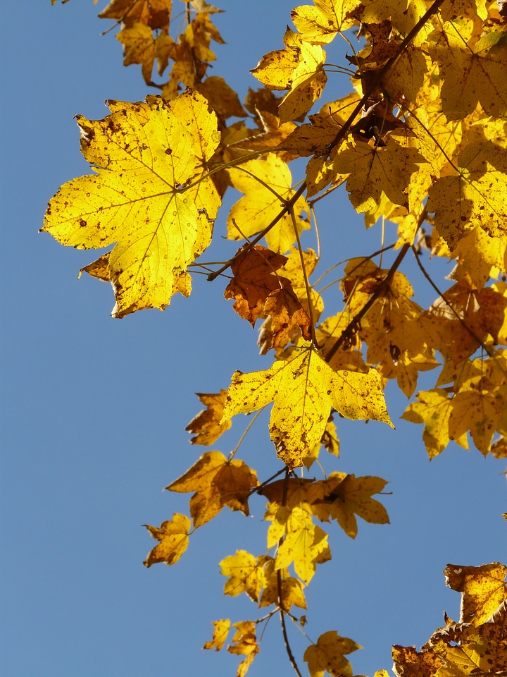 Acer deciduous tree golden autumn photo