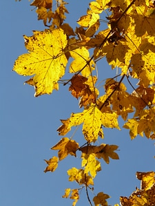 Acer deciduous tree golden autumn
