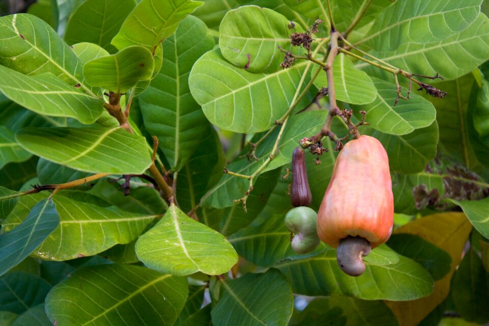 Cashew tropical tree tropics