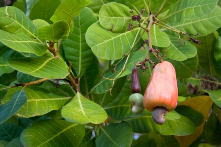 Cashew tropical tree tropics photo