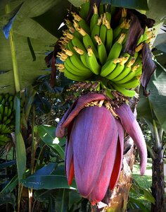 Fruits green costa rica