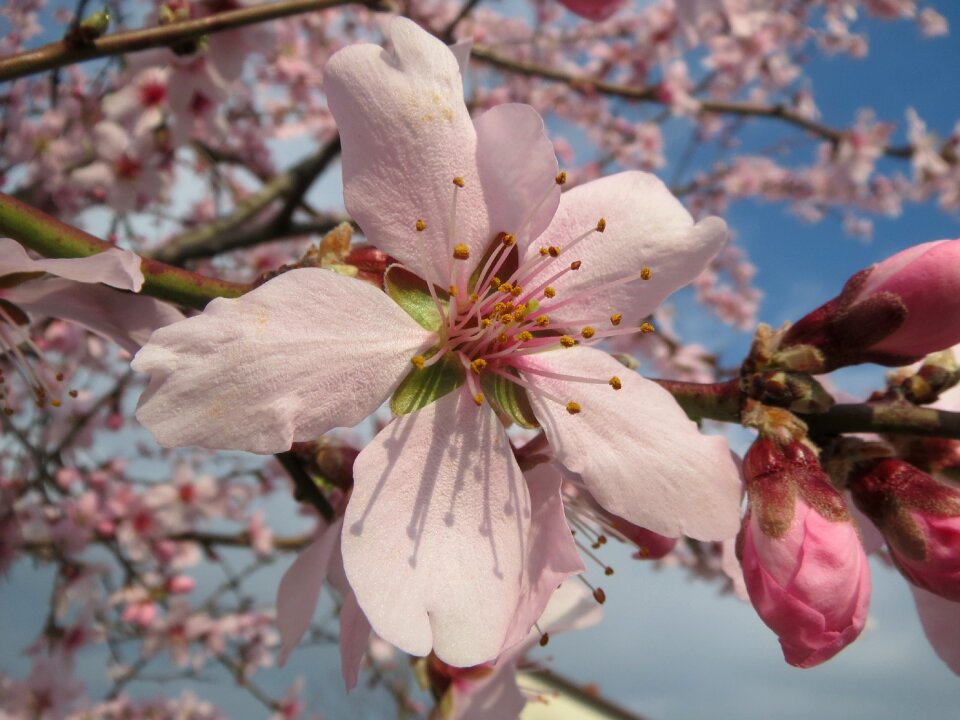Macro blooming tree
