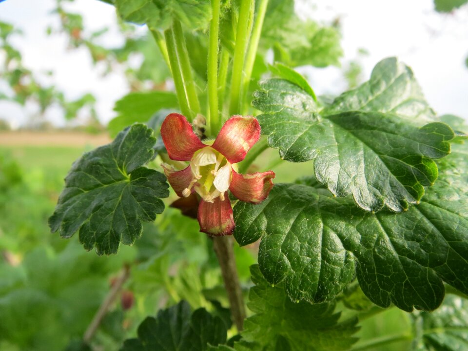 Berry shrub inflorescence