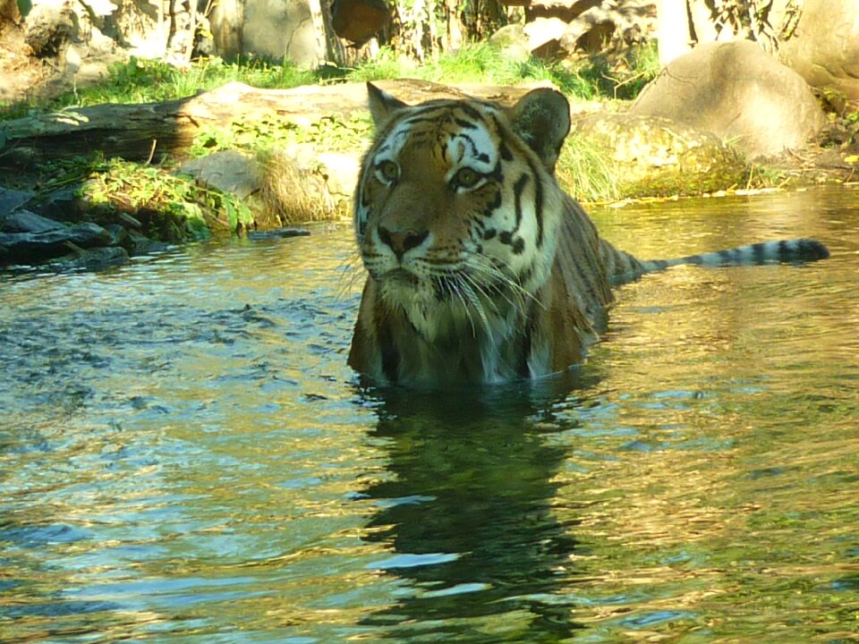 Zoo big cat swim