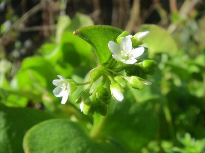 Winter purslane miner's lettuce wildflower