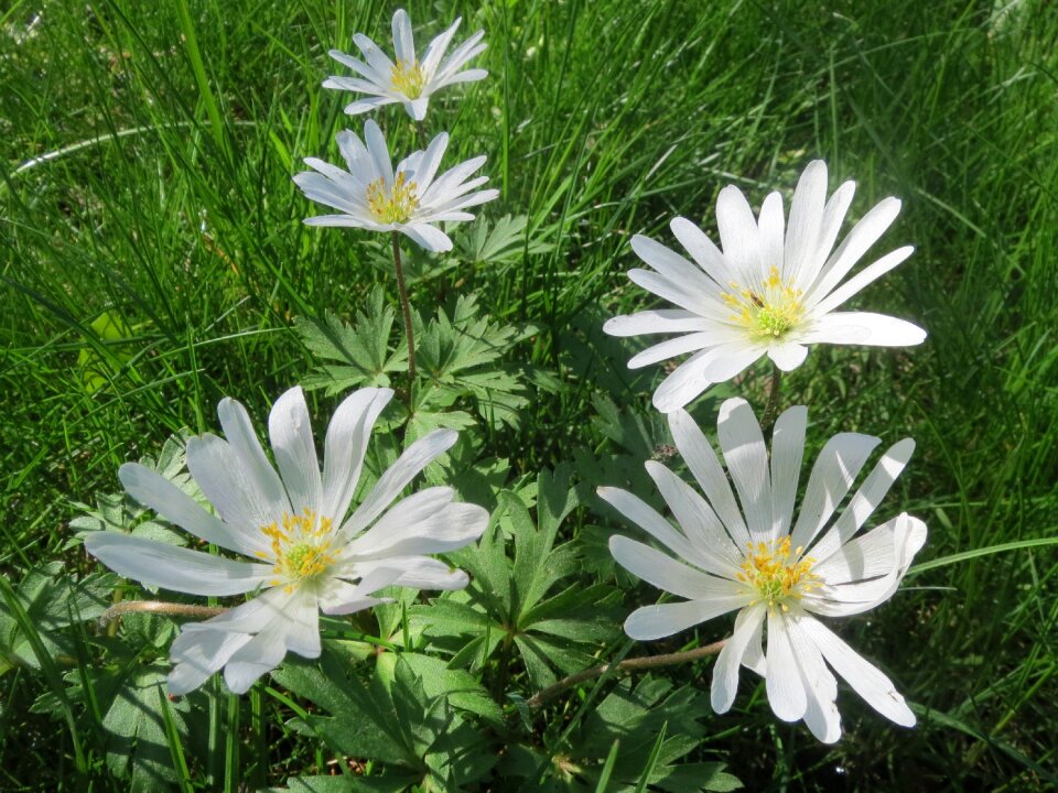 Thimbleweed smell fox wildflower