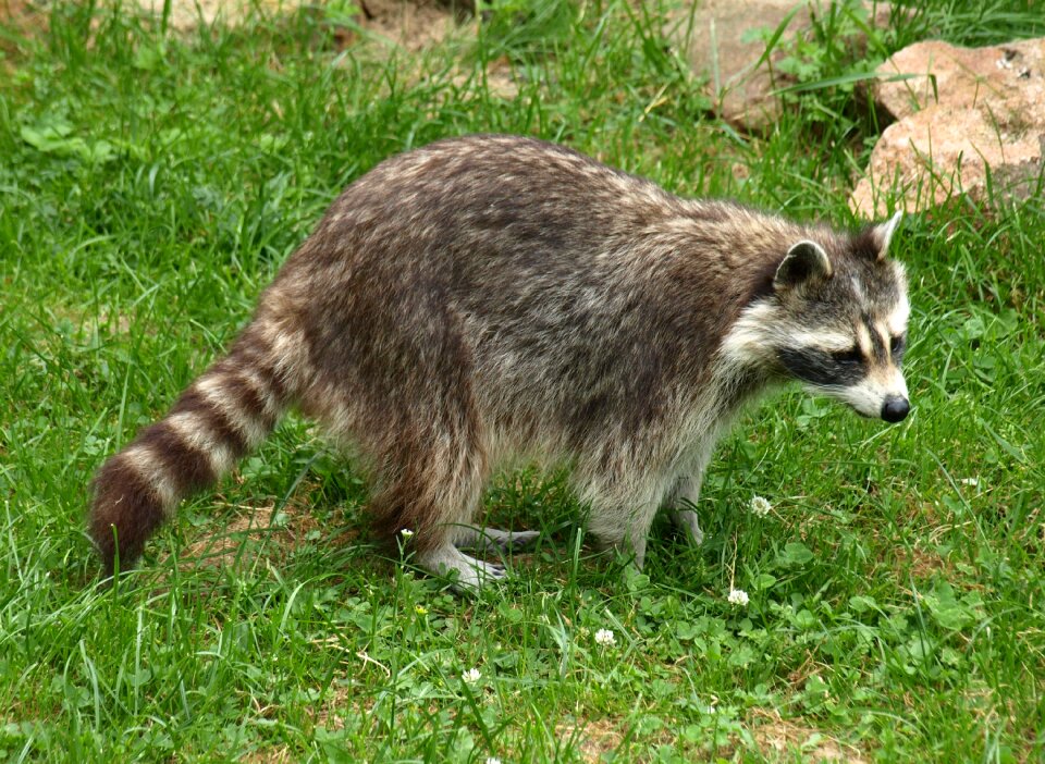 Furry animal world zoo