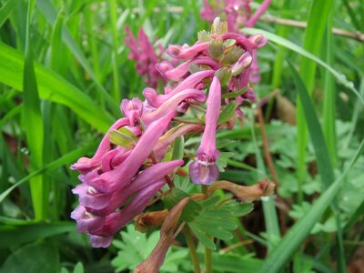Flora inflorescence macro
