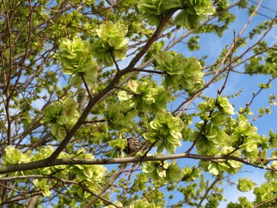 Flora tree botany
