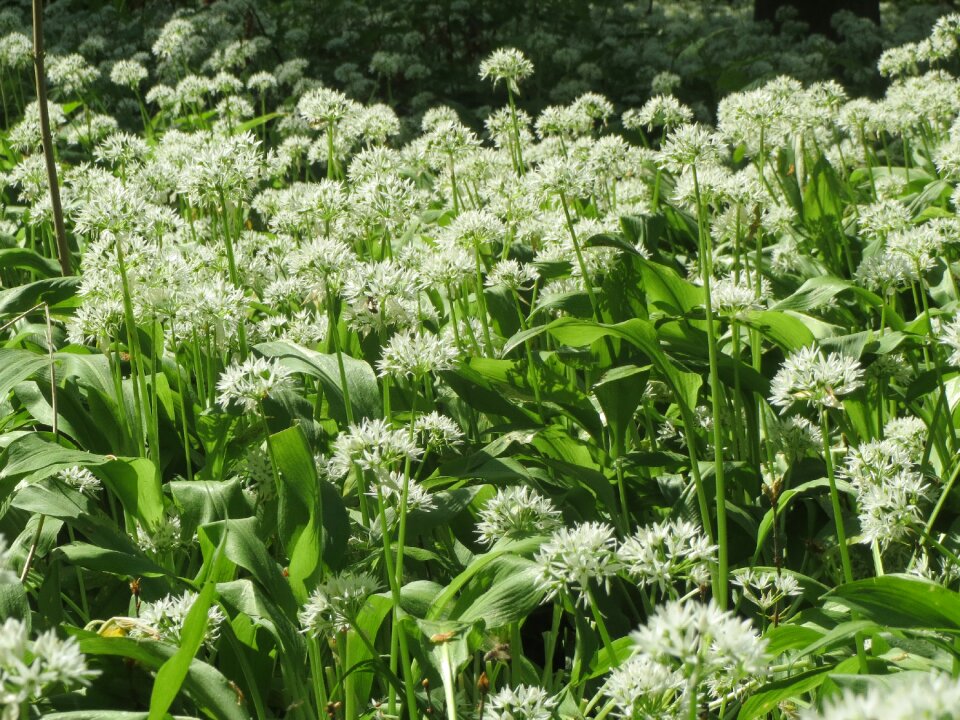 Wild garlic broad-leaved garlic wood garlic