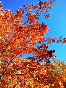 Golden autumn blue sky autumn forest photo