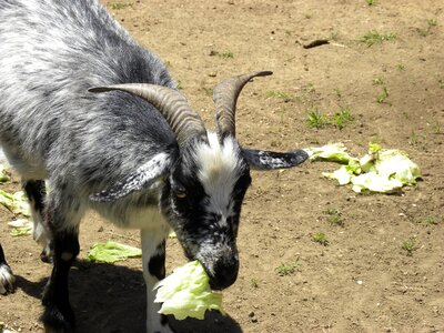 Farm animal eating