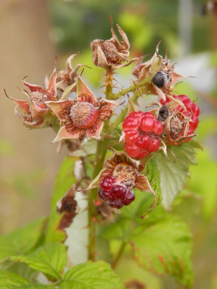 Fruits nature harvest