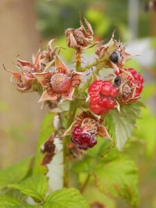 Fruits nature harvest photo