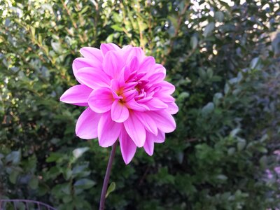 Plant blossom flora photo