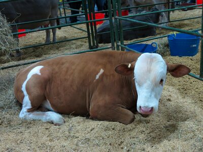 Cow farm cattle ranching photo