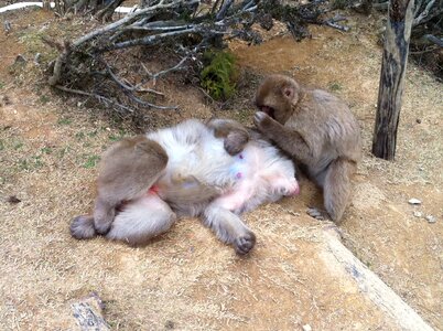 Monkey flea couple of japanese monkey kyoto iwata mountain japanese monkey