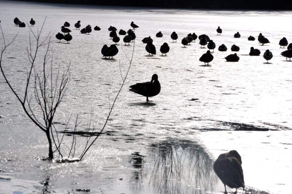 Ducks winter ice