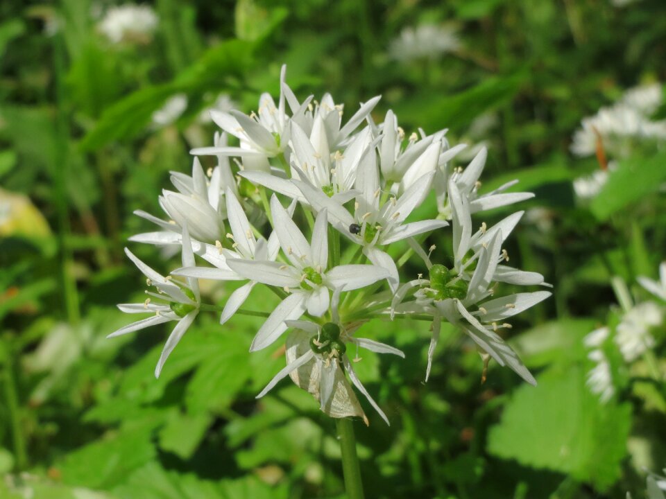 Wild garlic broad-leaved garlic wood garlic