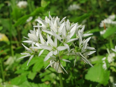 Wild garlic broad-leaved garlic wood garlic