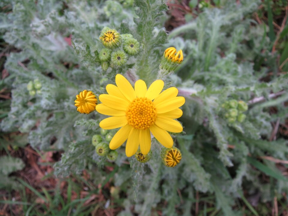 Macro inflorescence blossom