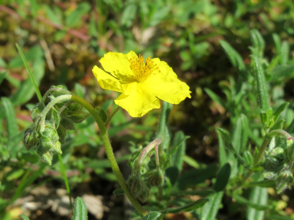 Macro flora wildflower