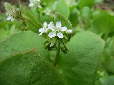 Winter purslane miner's lettuce inflorescence