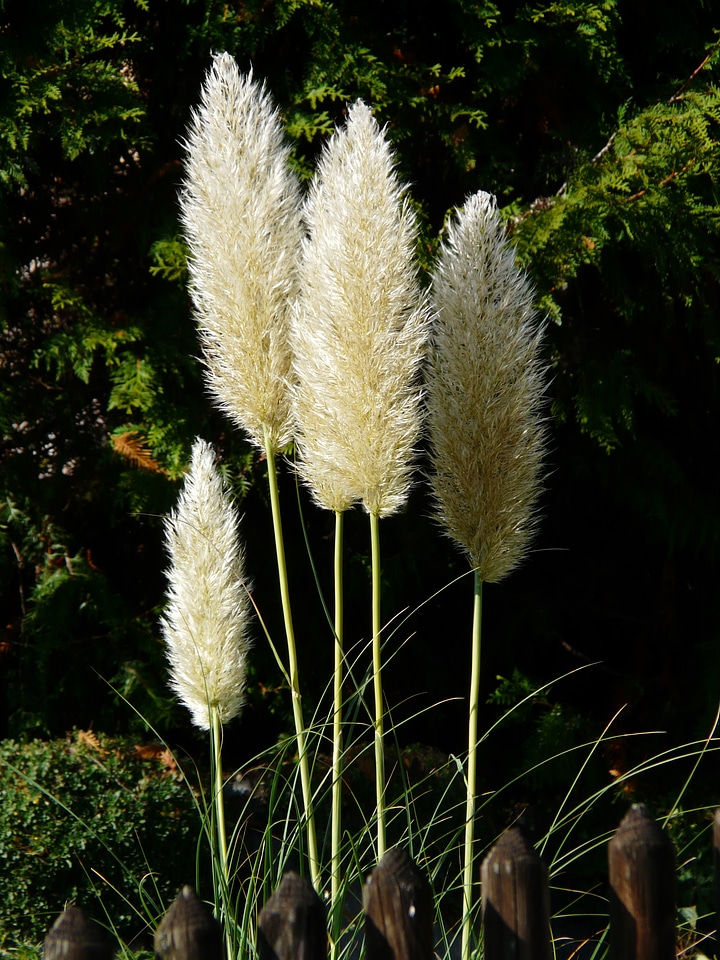 Selloana flowering plant licorice