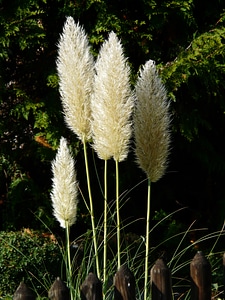 Selloana flowering plant licorice