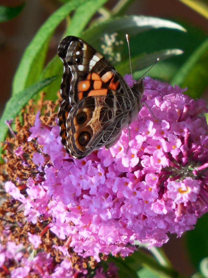 Colorful wing wildlife