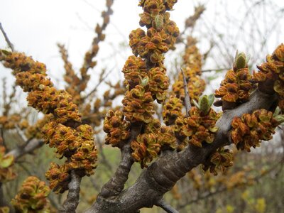 Macro flora botany