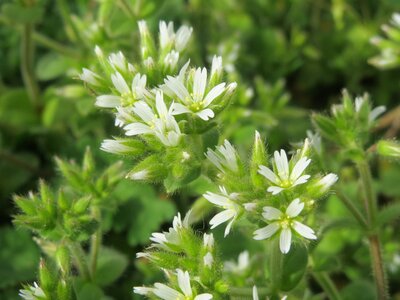 Wildflower flora blossom