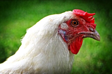 Comb poultry hen photo