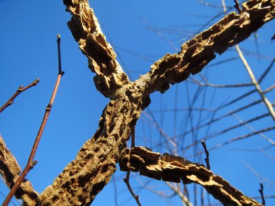 Bark trunk branches